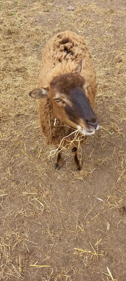 'T Uiltje Villa Ermelo Luaran gambar