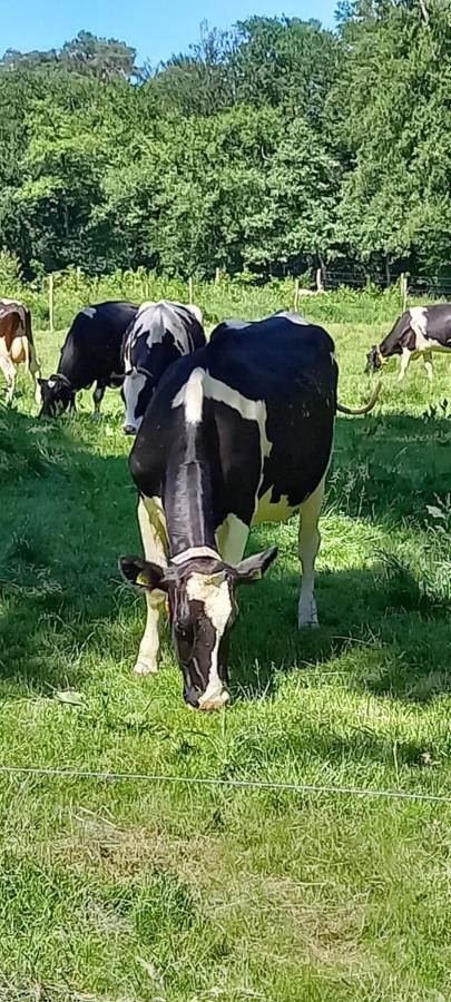 'T Uiltje Villa Ermelo Luaran gambar