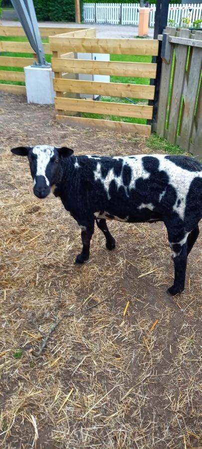 'T Uiltje Villa Ermelo Luaran gambar
